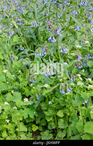 Consuelda (symphytum azureum azul) y ajo mostaza (alliaria petiolata)