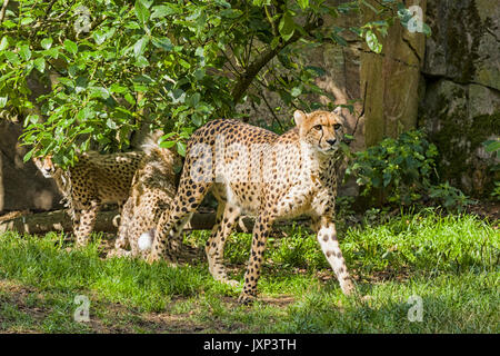 Grupo de guepardo (Acinonyx jubatus), madre de familia con cheetah con oseznos modelo de liberación: nº de propiedad: Release No.