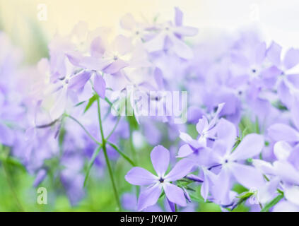 Lilla delicadas flores púrpura en luz de licitación