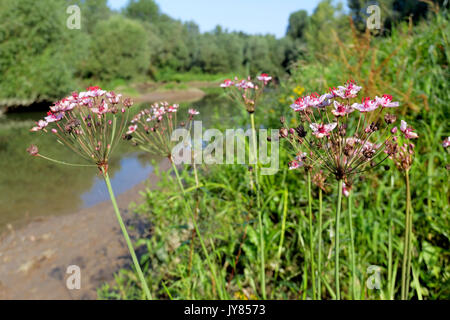 Butomus umbellatus (floración o hierba rush rush) sobre el río Drava Foto de stock