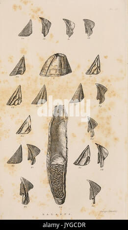 Una monografía sobre el sub class Cirripedia (Lámina IV) (7509343478) Foto de stock