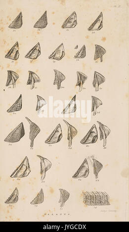 Una monografía sobre el sub class Cirripedia (Lámina II) (7509339390) Foto de stock