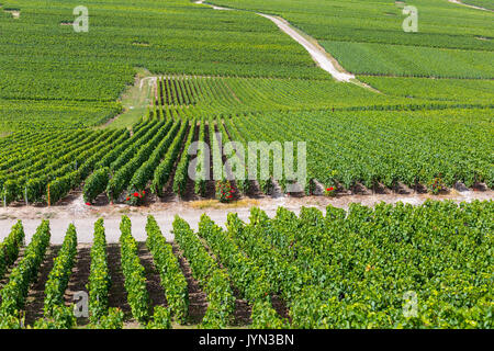 Los viñedos de Champagne en la aldea de Verzenay, Montagne de Reims, Marne, de la región de Champagne, Francia Foto de stock