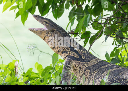 Monitor (lagarto Varanus salvator), el Parque Lumphini, Bangkok, Tailandia Foto de stock