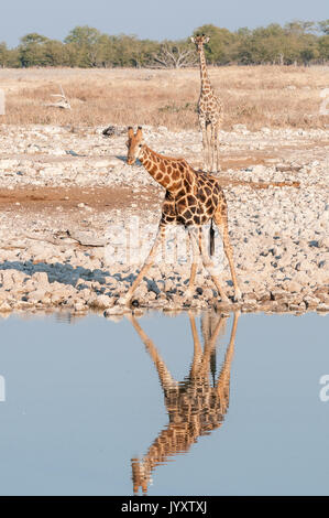 Dos namibianos jirafas, Giraffa camelopardalis angolensis, en un abrevadero en el norte de Namibia. Sus reflexiones son visibles en el agua Foto de stock