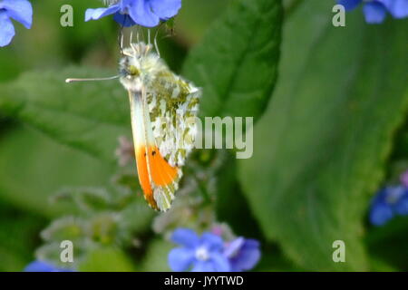 Punta anaranjada mariposa macho descansando