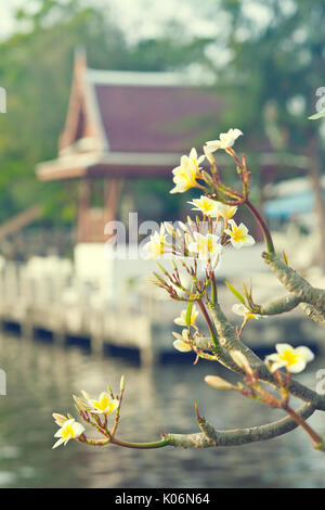 El frangipani rama con flores en frente del templo tailandés. Foto de stock