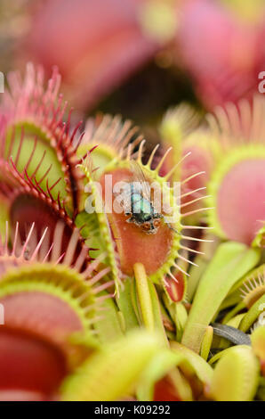 Atrapamoscas (Dionaea muscipula) Foto de stock