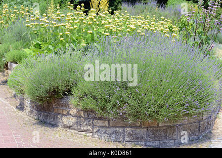 Jardín con Lavanda (Lavandula angustifolia) y la planta (Phlomis russeliana Lampwick) Foto de stock