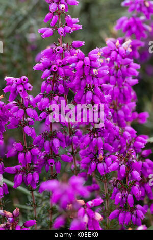 Rojo-púrpura flores campanas de la violeta del brezo, Erica cinerea, en páramos en Dartmoor, REINO UNIDO