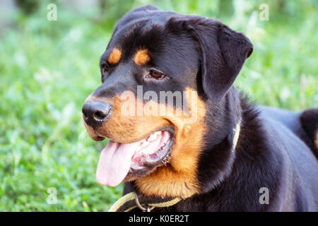 Retrato de Rottweiler Foto de stock