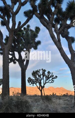 Cerdas torcidas y los árboles Joshua, Stark paisaje seco y escarpadas formaciones rocosas del parque nacional Joshua Tree National Park en el sur de California, Estados Unidos. Foto de stock