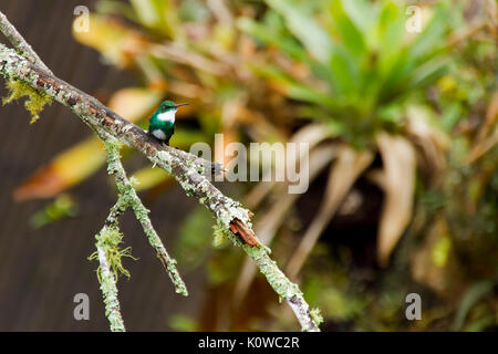 Colibri - Papo