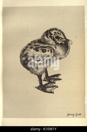 Aves de Moidart y en otros lugares (Lámina 85) (8510285921)