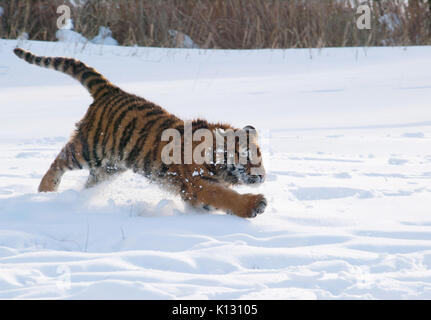 Tigre siberiano la caza de la presa en la nieve - Panthera tigris altaica Foto de stock