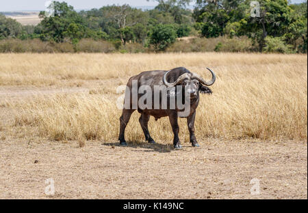Gran bull (macho) adulto Cape buffalo, Syncerus caffer, uno de los 5 grandes, de pie en el césped largo en Savannah en Masai Mara, Kenya Foto de stock