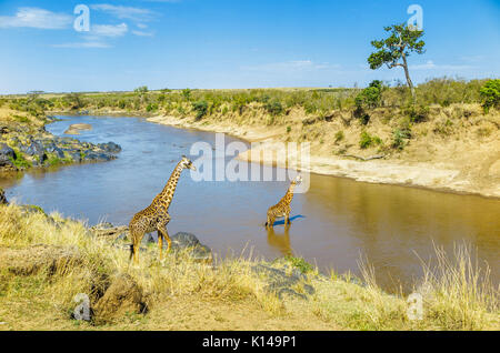 Vista del paisaje con dos jirafas Masai (Giraffa camelopardalis tippelskirchi) en la orilla del río y cruce en el río Mara, Masai Mara, Kenya Foto de stock