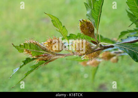 Cutleaf haya (Fagus sylvatica 'laciniata') Foto de stock