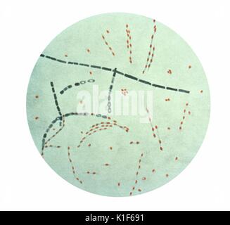 Bacillus anthracis de agar. microfotografía de bacillus anthracis desde un agar demostrando esporas, fucsina-azul de metileno de tinción de esporas de ántrax.. Imagen cortesía de CDC. 1990.