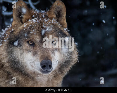 Lobo ibérico (Canis lupus signatus) en la nieve en el bosque en invierno Foto de stock
