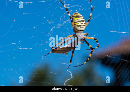 Colores amarillo y negro avispa araña Argiope bruennichi comiendo una presa (saltamontes) en la web. Vista lateral de la dorsal. Blue Sky en segundo plano. Foto de stock