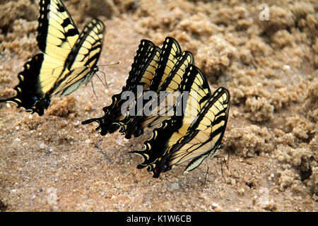 Tigre occidental especie mariposas sobre arena. Foto de stock