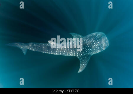 Tiburón ballena, Rhincodon typus, Isla de Pascua, Australia Foto de stock