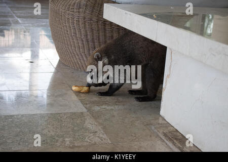 Coati en mármol del piso del hotel comiendo bollería. Foto de stock