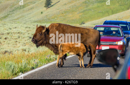Bison mamá amamanta a su cría. El parque nacional de Yellowstone, en EE.UU. Foto de stock