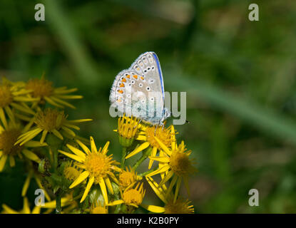 Macho azul común mariposa, polyommatus icarus, alimentándose de una flor, la hierba cana jacobaea vulgaris, Lancashire, UK