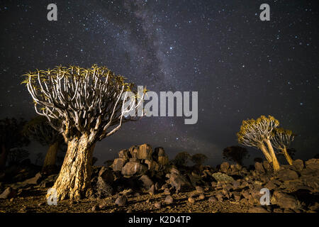 Temblar los árboles (Aloe dichotoma) con la Vía Láctea en la noche, Keetmanshoop, Namibia. Foto de stock