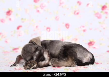 Schnauzer Miniatura. Cachorro durmiendo en una manta con flores impresas. Alemania Foto de stock
