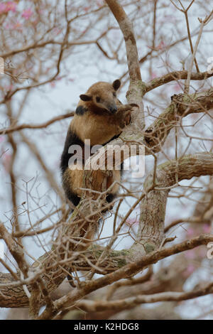 Sur de Tamandua o collared hormiguero o menor el oso hormiguero (Tamandua tetradactyla) subirse a un árbol, el Pantanal de Mato Grosso, Mato Grosso, Brasil