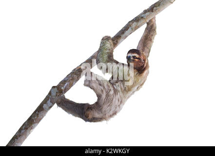 Brown-throated perezoso de tres dedos (Bradypus variegatus) subir a un árbol, aislado sobre fondo blanco.