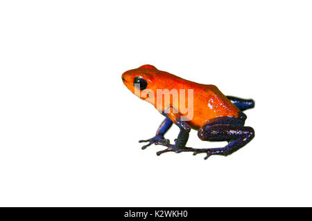 El Strawberry poison dart frog (Oophaga [Dendrobates pumilio)], aislado sobre fondo blanco.