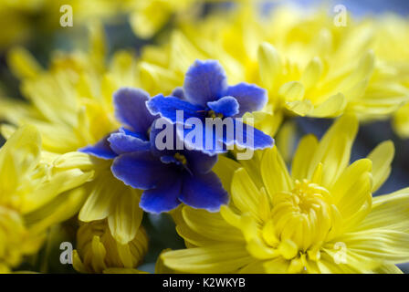 Violetas africanas furtivamente a través de alegres margaritas amarillas  Fotografía de stock - Alamy