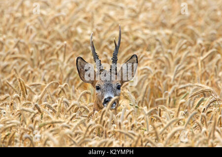 Unión corzo (Capreolus capreolus) buck escondidos en los campos de cereal en verano Foto de stock