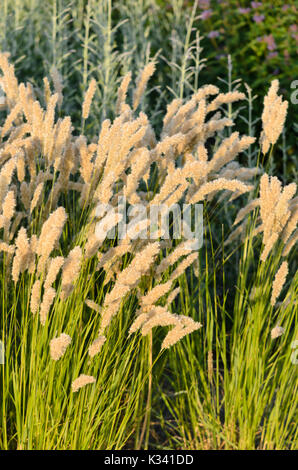 Pestañas melica ciliata hierba (Pearl) Foto de stock