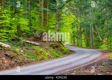 Carretera con curvas en el bosque, Foreste Casentinesi NP, distrito de Emilia Romagna, Italia Foto de stock
