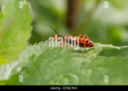 Close-up de insecto insecto asesino rojo y negro o Rhynocoris iracundus. Lombardía, Italia Foto de stock