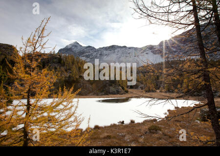 Las semi-lago congelado Mufule, al pie del Pizzo Scalino, rodeado de alerces, amarillo, Valmalenco Valtellina, Lombardía Italia Europa Foto de stock
