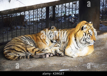 Cerrar Foto de tigre siberiano. Foto de stock