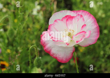 True Shirley adormidera (Papaver rhoeas) que florece en una pradera pictórico inglés junto con el Obispo de la Flor (Ammi Majus en verano (julio), REINO UNIDO