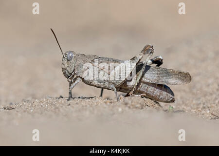Saltamontes de Alas azules (oedipoda caerulescens), reserva de la biosfera del Elba medio, Sajonia Anhalt, Alemania