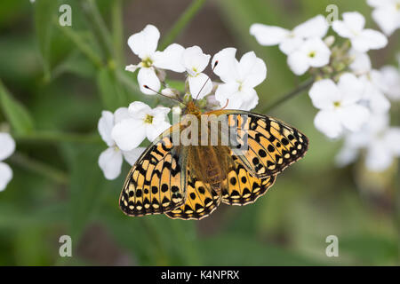 Großer Perlmuttfalter, Großer Perlmutterfalter, Großer Perlmutt-falter, Argynnis aglaja, Speyeria aglaja, Mesoacidalia aglaja, Fritillary Verde oscuro, Foto de stock