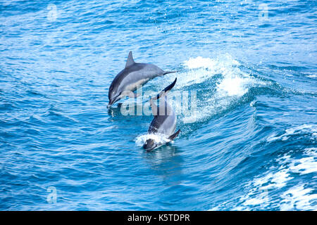 El Delfín Spinner de Gray o el Delfín Spinner de Hawaiian (Stenella longirostris) haciendo un chapoteo en el Océano Pacífico frente a la costa este de Taiwán