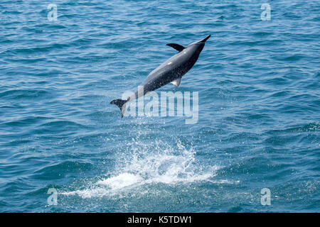 Gray's delfines o hawaiano Delfines (Stenella longirostris) saltando y girando en el océano Pacífico frente a la costa este de Taiwán