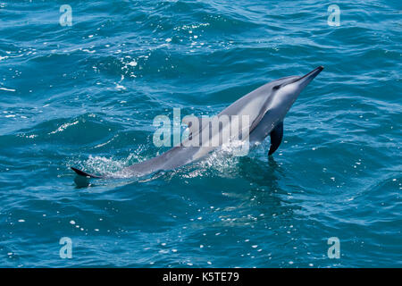 El Delfín Spinner de Gray o el Delfín Spinner de Hawaiian (Stenella longirostris) haciendo un chapoteo en el Océano Pacífico frente a la costa este de Taiwán