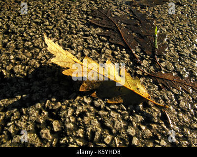 Hojas de roble del árbol caído sobre mojado gournd en otoño / otoño Foto de stock