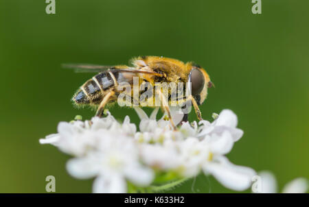 Miel de abejas (Apis mellifera) en una flor blanca a principios de otoño en West Sussex, Inglaterra, Reino Unido. Macro de miel de abeja. La abeja melífera closeup. Las abejas de miel.